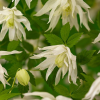 Клематис (Сlematis) 'Albina Plena' С2 НАп/25