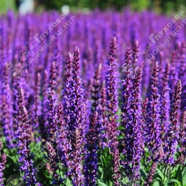 Шалфей дубравный "Остфрисленд" на фото
