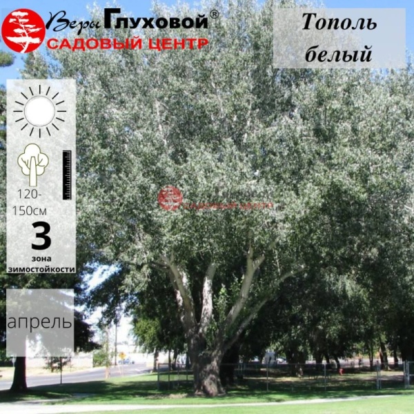 Основное изображение товара