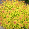 Спирея японская (Spiraea japonica) Мерло Голд С3 СП/23