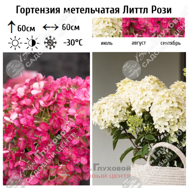 Гортензия метельчатая "Литтл Рози" на фото