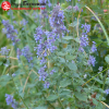 Котовник крупноцветковый (Nepeta grandiflora) С2-3 РАх/23