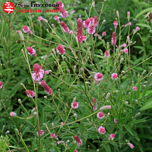 Основное изображение товара