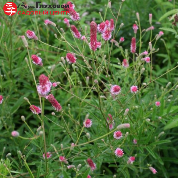 Основное изображение товара