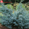 Можжевельник китайский (Juniperus chinensis) Блю Альпс 40-60 С7,5 ПА/24