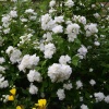 Чубушник венечный (Philadelphus coronarius) Сноубелль 20-40 С3 СП/23