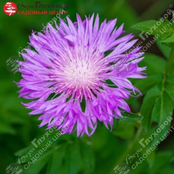 Василек подбеленный на фото