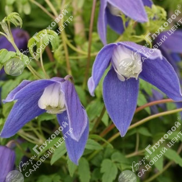 Клематис "Фрэнсис Ривис"  на фото