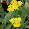 Тысячелистник обыкновенный (Achillea millefolium) Муншайн С3 ГлХ/23