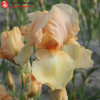 Ирис германский (Iris germanica) Реал Делайт С3 ГлХ/23