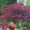 Багрянник канадский (Cercis canadensis) 'Forest Pansy' 100/+ С10 БдН/24