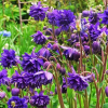 Аквилегия обыкновенная (Aguilegia vulgaris) Блю Барлоу С2 ГлХ/24
