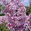 Сирень Мейера 