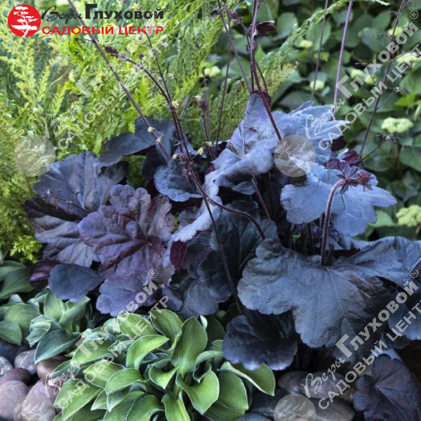 Гейхера "Обсидиан" на фото