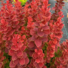 Барбарис Тунберга (Berberis thunbergii) Неон С3 СП/23
