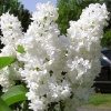 Сирень обыкновенная (Syringa vulgaris) Мисс Эллен Вильмотт С3 СП/24