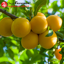 Основное изображение товара