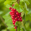 Смородина красная Ровада (среднепоздний сорт)