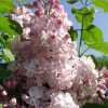 Сирень обыкновенная (Syringa vulgaris) Вечерний звон С3 РКч/22