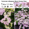 Гортензия гибридная (Hydrangea hybrid) Френч Болеро Пинк С6 БдН/24