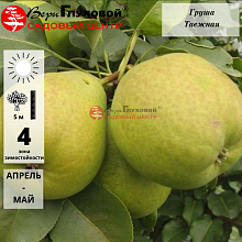 Груша таежная (осенний сорт)