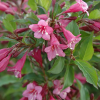 Вейгела цветущая  "Румба" на фото
