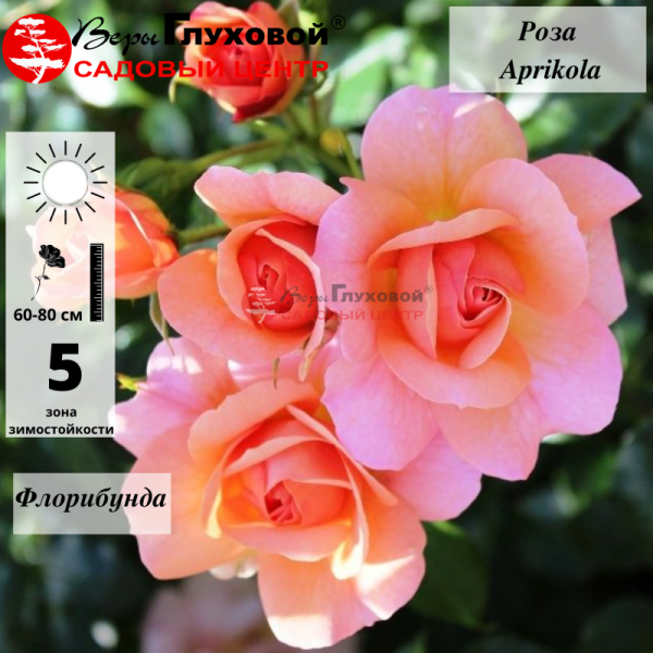 Основное изображение товара