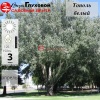 Тополь белый (Populus alba) 150-200 С7,5 БАл/25