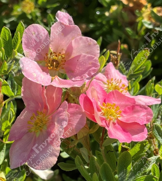 Лапчатка кустарниковая "Ловели Пинк" на фото