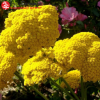 Тысячелистник обыкновенный (Achillea millefolium) Коронейшен Голд С3 ГлХ/23