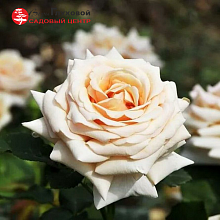 Основное изображение товара