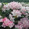 Рододендрон (Rhododendron) крупноцветковый 'Pohjola’s Daughter' 30-40 С5 ПЧ/24