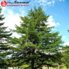Лиственница тонкочешуйчатая (Larix kaempferi) 150-175 С7,5 НР/24