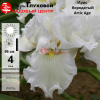 Ирис бородатый (Iris bearded) высокий Arctic Age С3 ФК/23