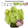 Гортензия метельчатая (Hydrangea paniculata) Пандора  С3 СП/26