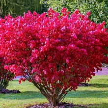Бересклет крылатый - Euonymus alatus
