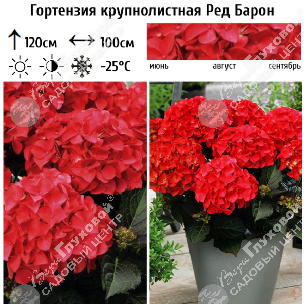 Гортензия крупнолистная "Ред Барон" на фото