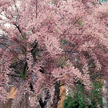 Основное изображение товара