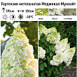 Гортензия метельчатая 
