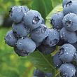 Голубика 