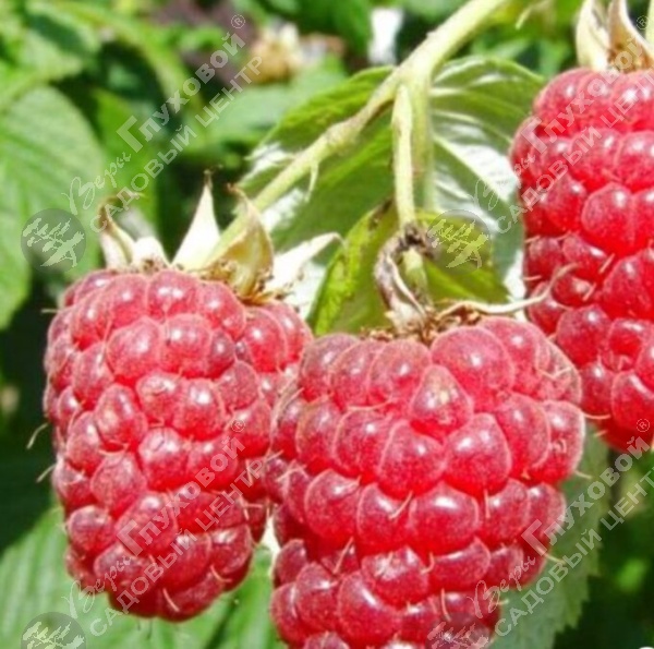 Малина "Оутумн Блисс" на фото