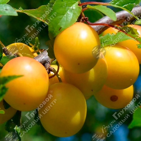 Слива "Светлячок" на фото