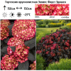 Гортензия крупнолистная (Hydrangea macrophyllа) Эклипс Фирст Эдишен С5 ГлХ/26