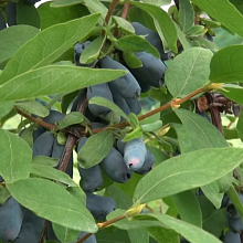 Основное изображение товара