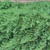 Можжевельник прибрежный (Juniperus conferta) Блю Пасифик Шт-40 С5 ИТМ/25
