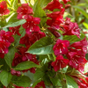 Вейгела цветущая (Weigela florida) Ред Принц С3 СП/23