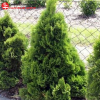 Туя западная (Thuja occidentalis) Мики 30-40 С7,5 БдН/24