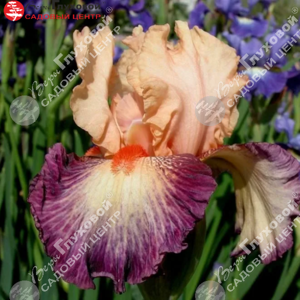 Ирис бородатый  высокий "Chevalier De Malte" на фото