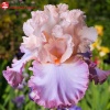 Ирис германский (Iris germanica) Пич Пикоти С3 ГлХ/23
