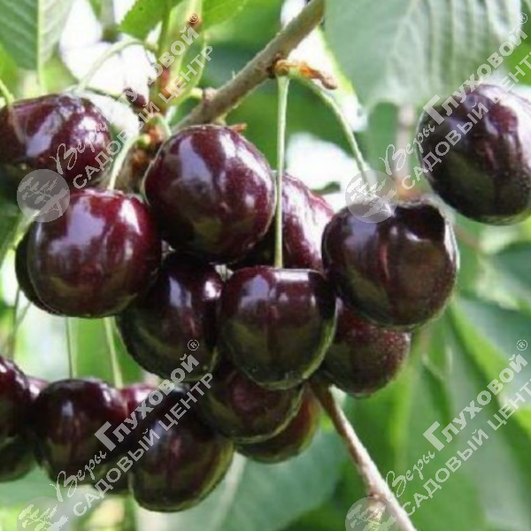 Дюк "Спартанка" на фото